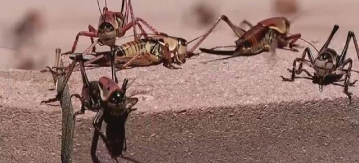 A QUÉ SE DEBE LA INVASIÓN DE INSECTOS Y CÓMO CONTROLAR ESAS PLAGAS