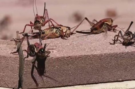 A QUÉ SE DEBE LA INVASIÓN DE INSECTOS Y CÓMO CONTROLAR ESAS PLAGAS