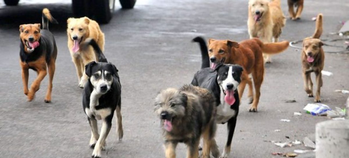 ALERTAN POR SOBREPOBLACIÓN CANINA Y FALTA DE CUIDADO DE SUS DUEÑOS