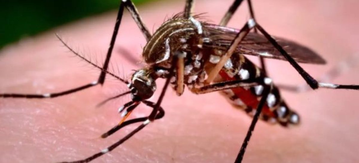 PREOCUPACIÓN EN LA RIOJA POR BROTE DE CHIKUNGUNYA EN EL NORTE ARGENTINO