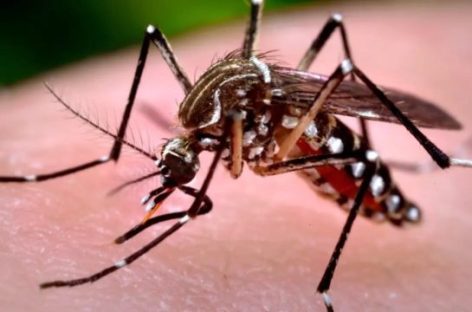 PREOCUPACIÓN EN LA RIOJA POR BROTE DE CHIKUNGUNYA EN EL NORTE ARGENTINO