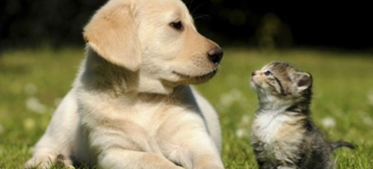 DÍA DEL ANIMAL. FERIA AMERICANA, PET SHOP, DESFILE Y MUCHO MÁS PARA CELEBRAR A NUESTRAS MASCOTAS