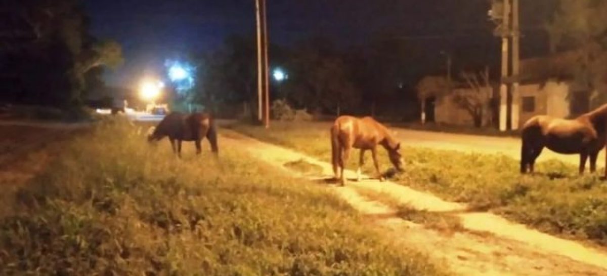 ANIMALES SUELTOS. LAS MULTAS PARA LOS PROPIETARIOS RONDAN LOS $400.000