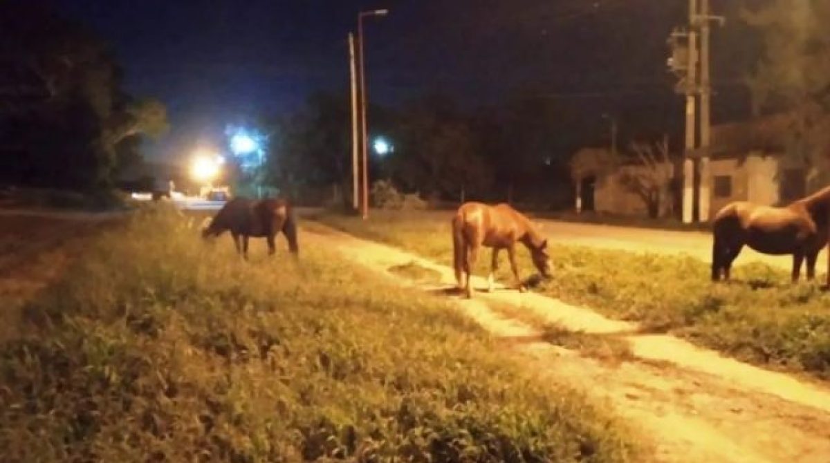 ANIMALES SUELTOS. LAS MULTAS PARA LOS PROPIETARIOS RONDAN LOS $400.000