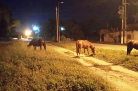 ANIMALES SUELTOS. LAS MULTAS PARA LOS PROPIETARIOS RONDAN LOS $400.000