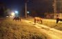 ANIMALES SUELTOS. LAS MULTAS PARA LOS PROPIETARIOS RONDAN LOS $400.000