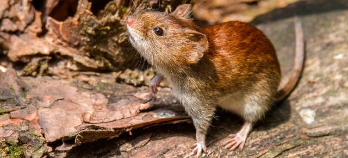 ACTIVARON EL PROTOCOLO HANTAVIRUS POR EL PASO POR LA RIOJA DE LA PAREJA EXTRANJERA CONTAGIADA