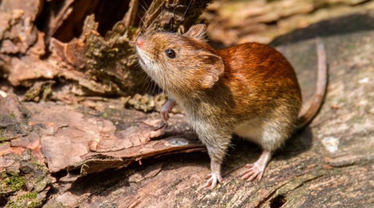 ACTIVARON EL PROTOCOLO HANTAVIRUS POR EL PASO POR LA RIOJA DE LA PAREJA EXTRANJERA CONTAGIADA