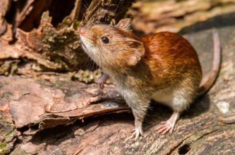 ACTIVARON EL PROTOCOLO HANTAVIRUS POR EL PASO POR LA RIOJA DE LA PAREJA EXTRANJERA CONTAGIADA