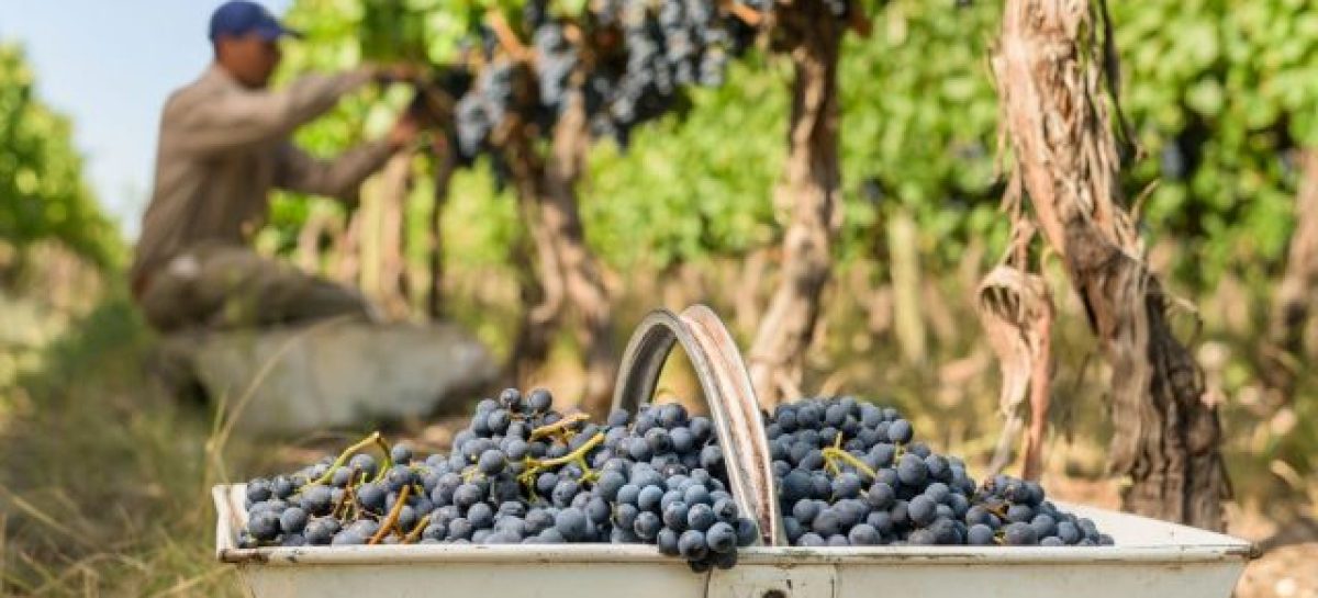 CERRARON DOS FINCAS VITIVINÍCOLAS EN CHILECITO