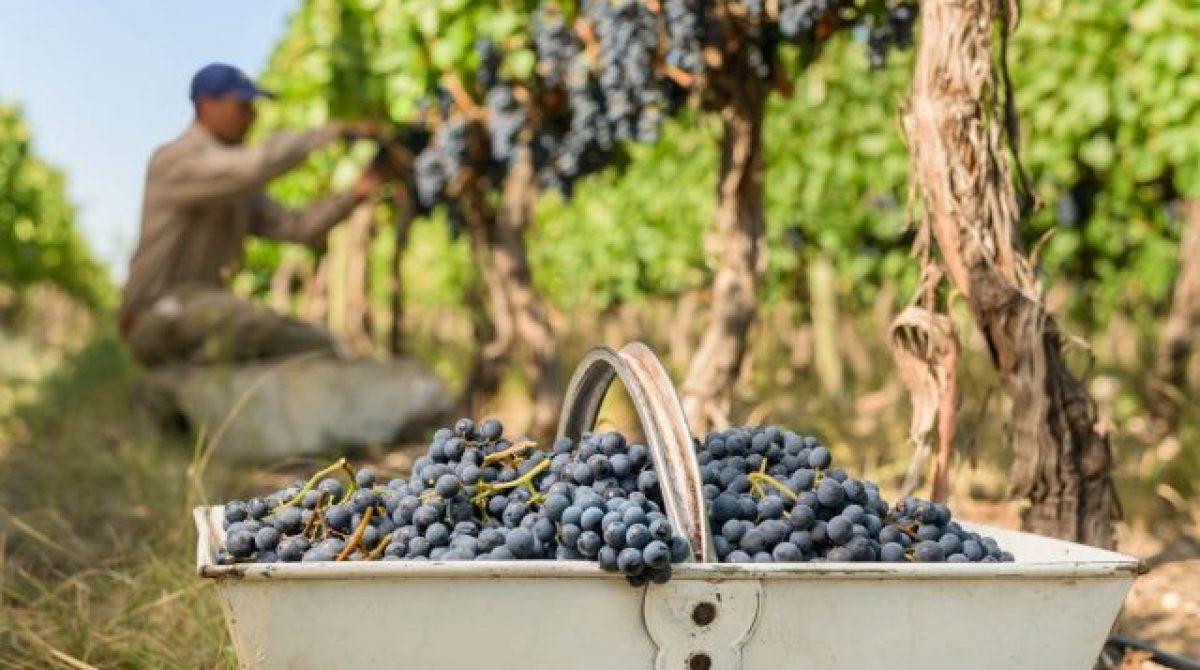 CERRARON DOS FINCAS VITIVINÍCOLAS EN CHILECITO