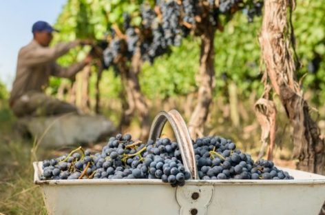 PRODUCTORES VITIVINÍCOLAS, ASFIXIADOS POR CAÍDA DE CONSUMO Y SUBA DE COSTOS
