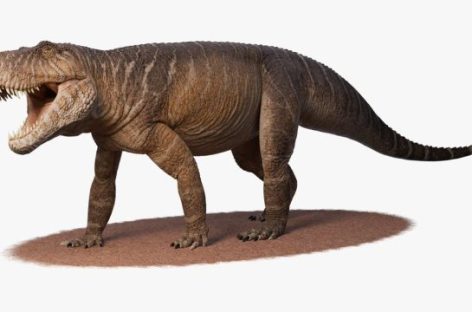 HALLARON EN LA RIOJA FÓSILES DE UNA NUEVA ESPECIE DE DINOSAURIO
