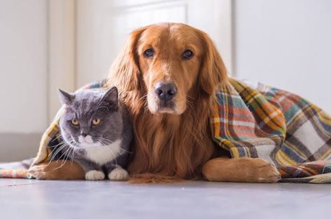 OLA POLAR. ¿CÓMO CUIDAR A NUESTRAS MASCOTAS DEL FRÍO EXTREMO?