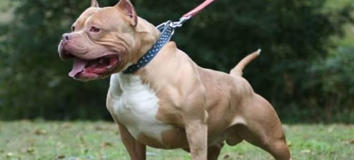 PITBULL MATÓ A NIÑO. «SIEMPRE DETRÁS DE ESTOS ATAQUES HAY UN ERROR HUMANO»