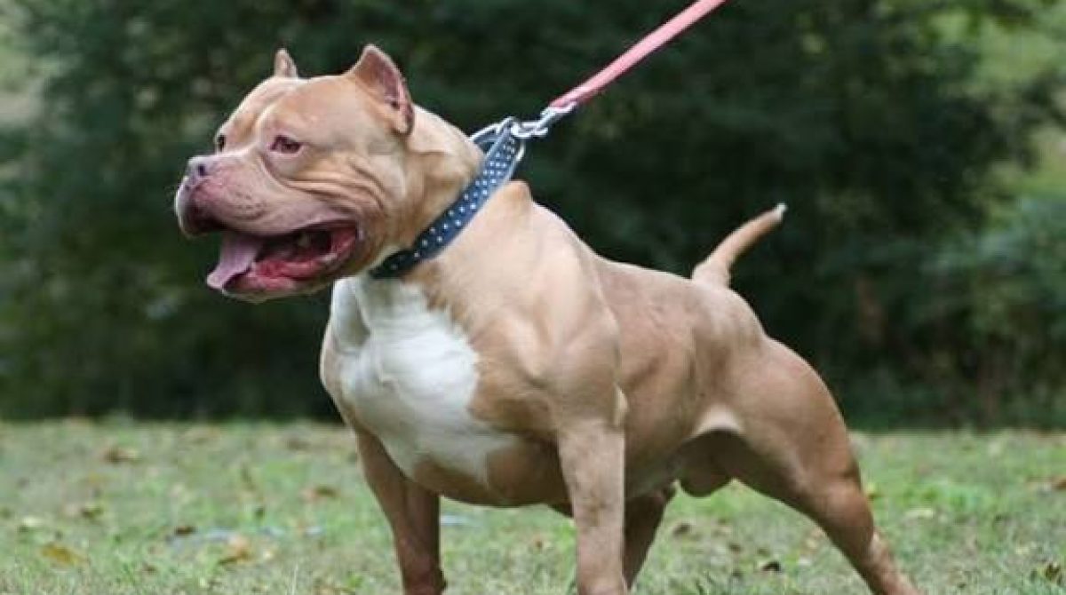 PITBULL MATÓ A UN NIÑO. «DETRÁS DE ESTOS ATAQUES SIEMPRE HAY UN ERROR HUMANO»