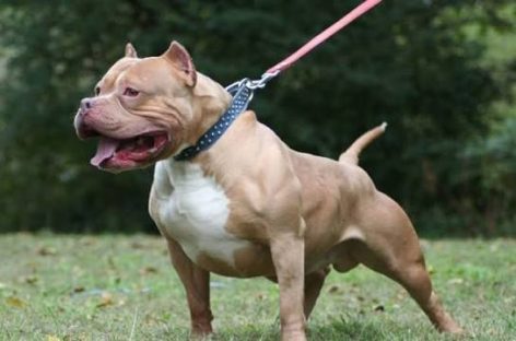 PITBULL MATÓ A UN NIÑO. «DETRÁS DE ESTOS ATAQUES SIEMPRE HAY UN ERROR HUMANO»