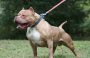 PITBULL MATÓ A UN NIÑO. «DETRÁS DE ESTOS ATAQUES SIEMPRE HAY UN ERROR HUMANO»