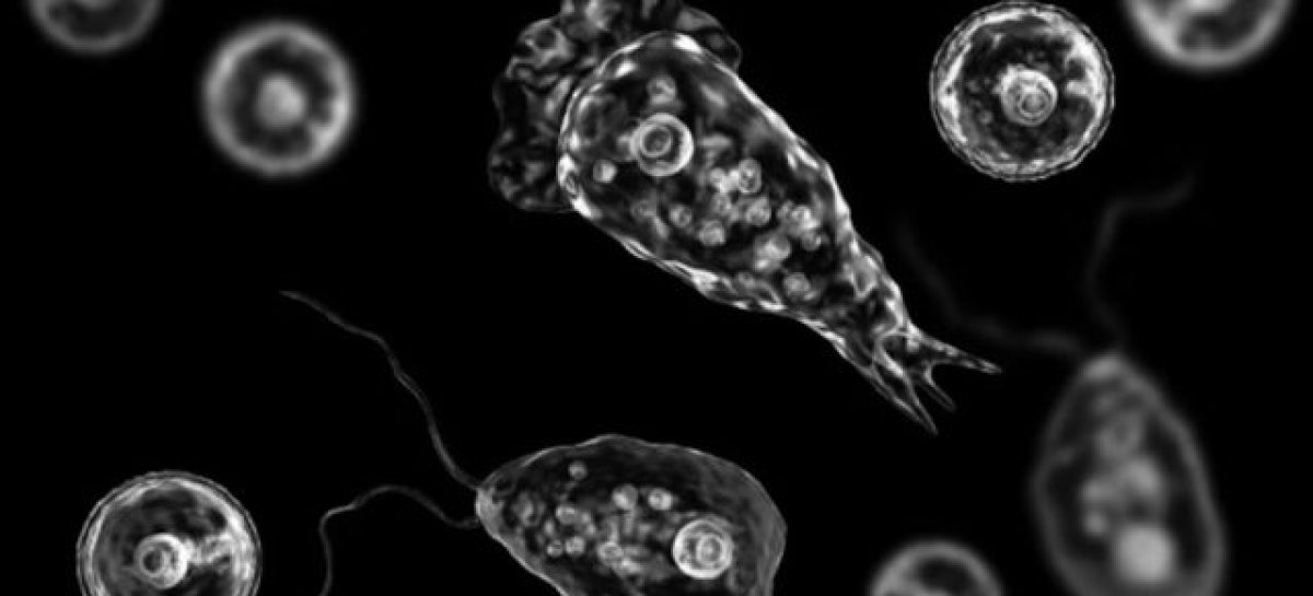 AMEBA «COMECEREBROS». QUÉ ES Y CÓMO SE CONTRAE LA INFECCIÓN QUE CAUSÓ LA MUERTE DE UN NENE DE 10 AÑOS