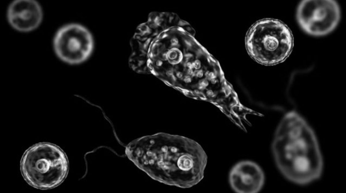 AMEBA «COMECEREBROS». QUÉ ES Y CÓMO SE CONTRAE LA INFECCIÓN QUE CAUSÓ LA MUERTE DE UN NENE DE 10 AÑOS