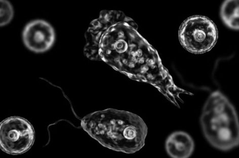 AMEBA «COMECEREBROS». QUÉ ES Y CÓMO SE CONTRAE LA INFECCIÓN QUE CAUSÓ LA MUERTE DE UN NENE DE 10 AÑOS