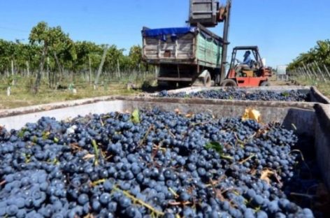 MIL HECTÁREAS VITIVIVÍCOLAS EN LA RIOJA DEJARON  DE PRODUCIR Y 600 MÁS PREVÉN HACERLO
