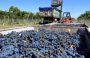 MIL HECTÁREAS VITIVIVÍCOLAS EN LA RIOJA DEJARON  DE PRODUCIR Y 600 MÁS PREVÉN HACERLO